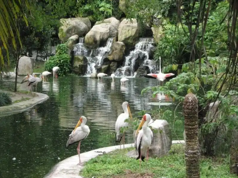 bookmaxicab top 10 places kl bird park